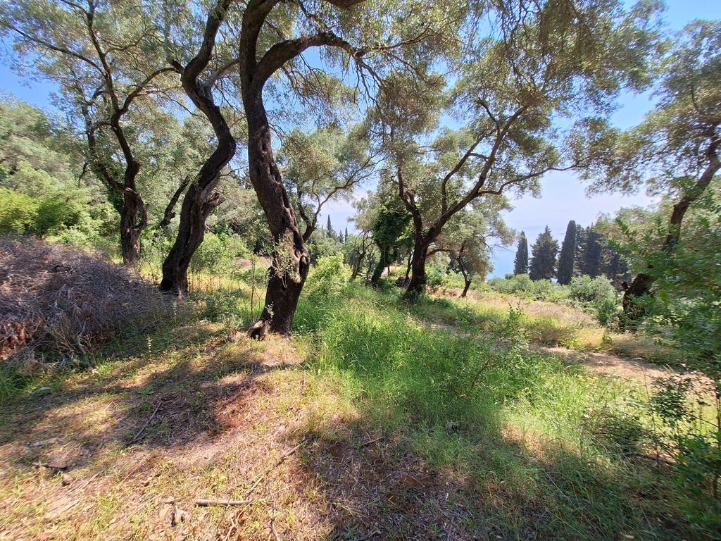 Land in Corfu, Corfu Prefecture, Greece – 66375