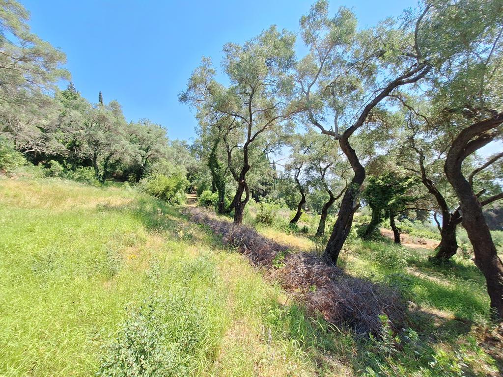 Land in Corfu, Corfu Prefecture, Greece – 66375