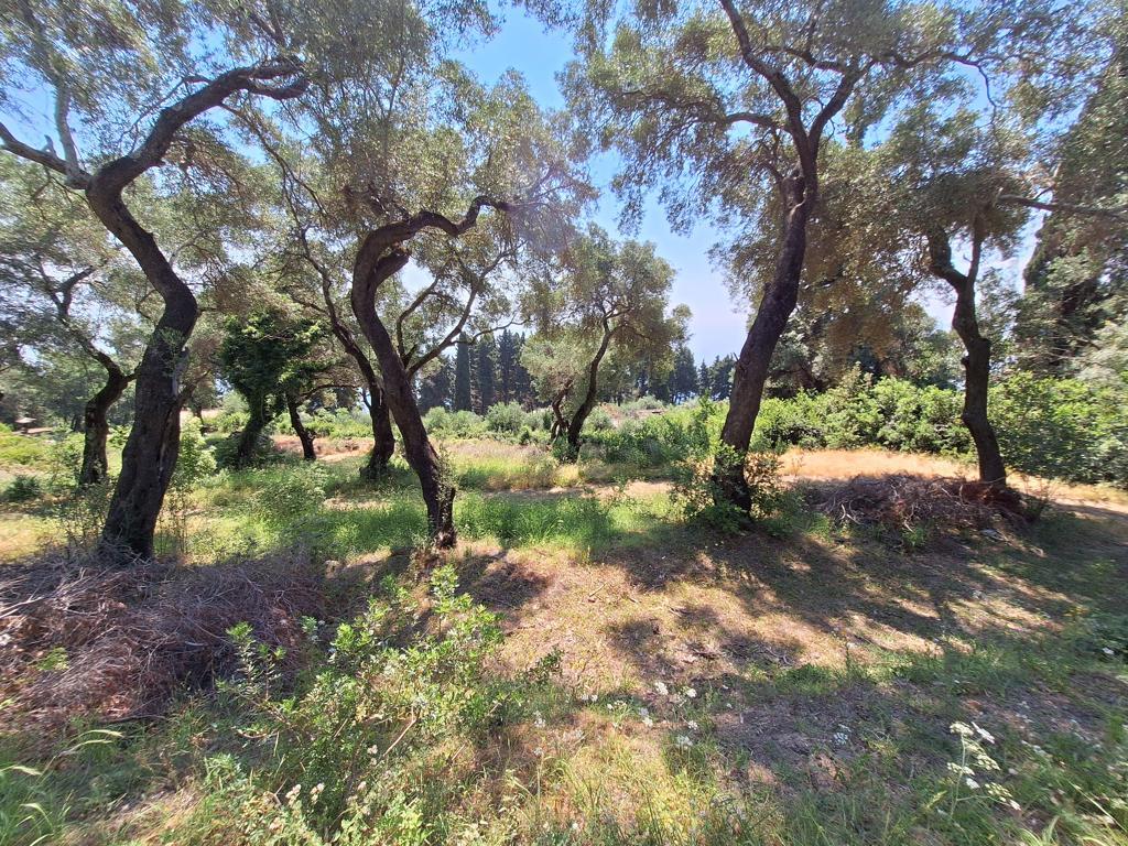 Land in Corfu, Corfu Prefecture, Greece – 66375