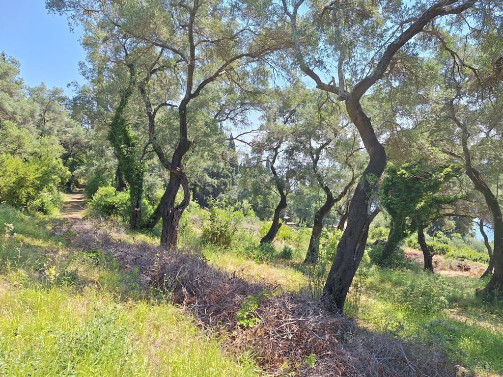 Land in Corfu, Corfu Prefecture, Greece – 66375
