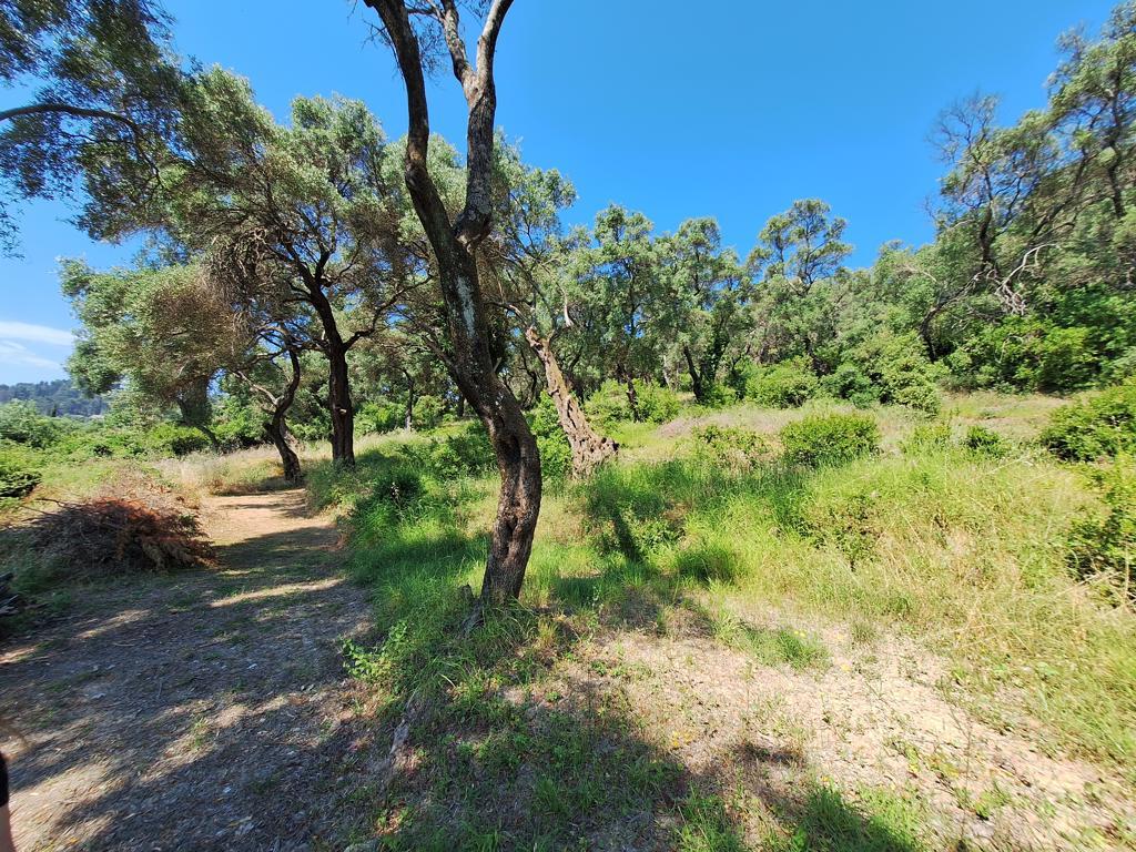 Land in Corfu, Corfu Prefecture, Greece – 66374