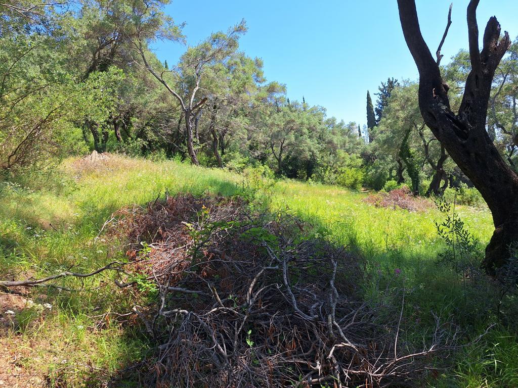 Land in Corfu, Corfu Prefecture, Greece – GDOMV3