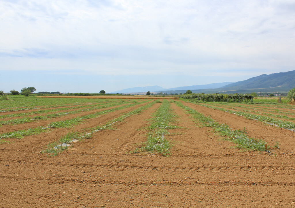 Land in Dion, Pieria Prefecture, Greece – GDOMV3