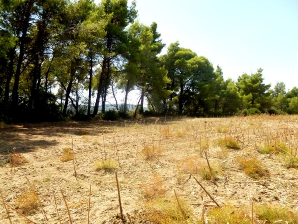 Land in Kassandra, Chalkidiki, Greece – GDOMV3