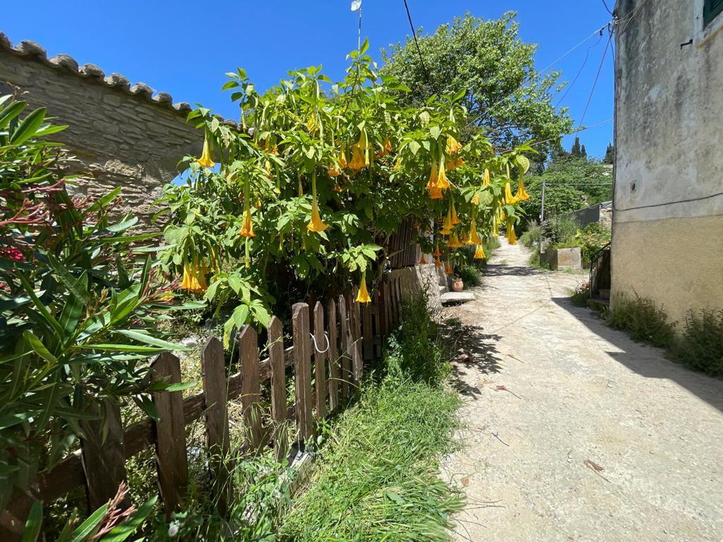 Land in Corfu, Corfu Prefecture, Greece – GDOMV3