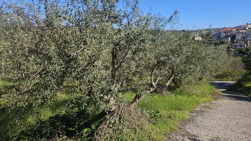 Land in Nikos Kazantzakis, Heraklion Prefecture, Greece – GDOMV3