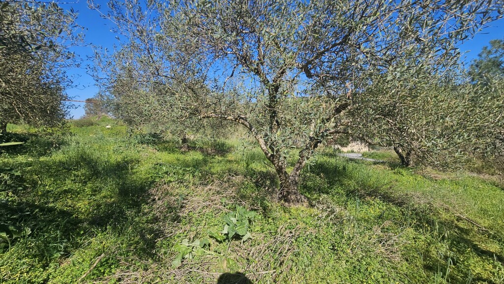 Land in Nikos Kazantzakis, Heraklion Prefecture, Greece – GDOMV3