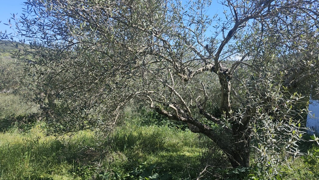 Land in Nikos Kazantzakis, Heraklion Prefecture, Greece – GDOMV3