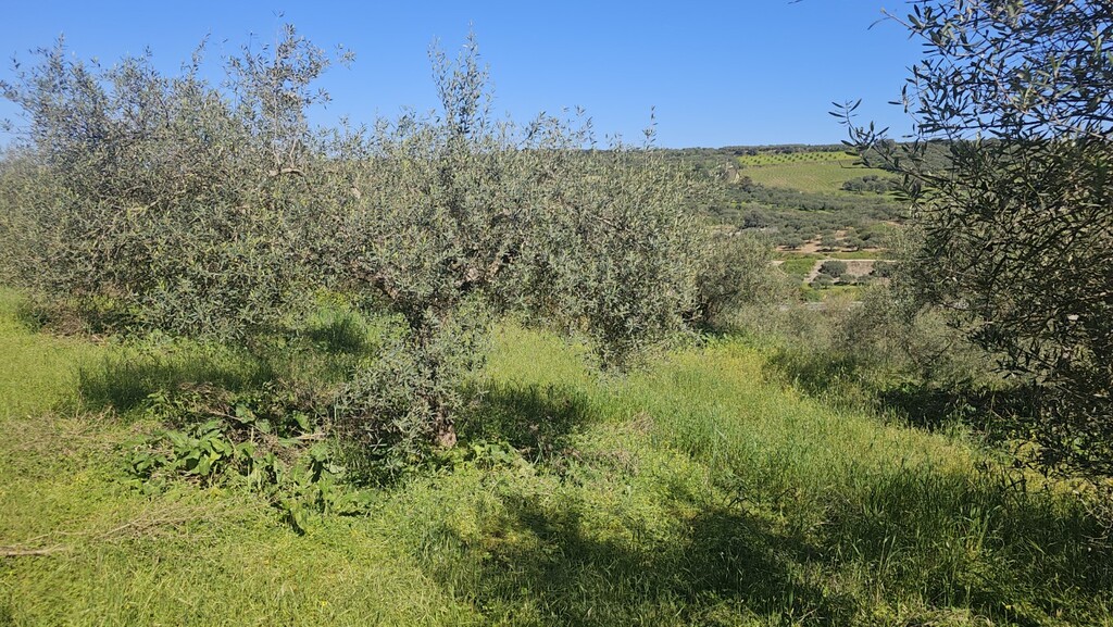 Land in Nikos Kazantzakis, Heraklion Prefecture, Greece – GDOMV3
