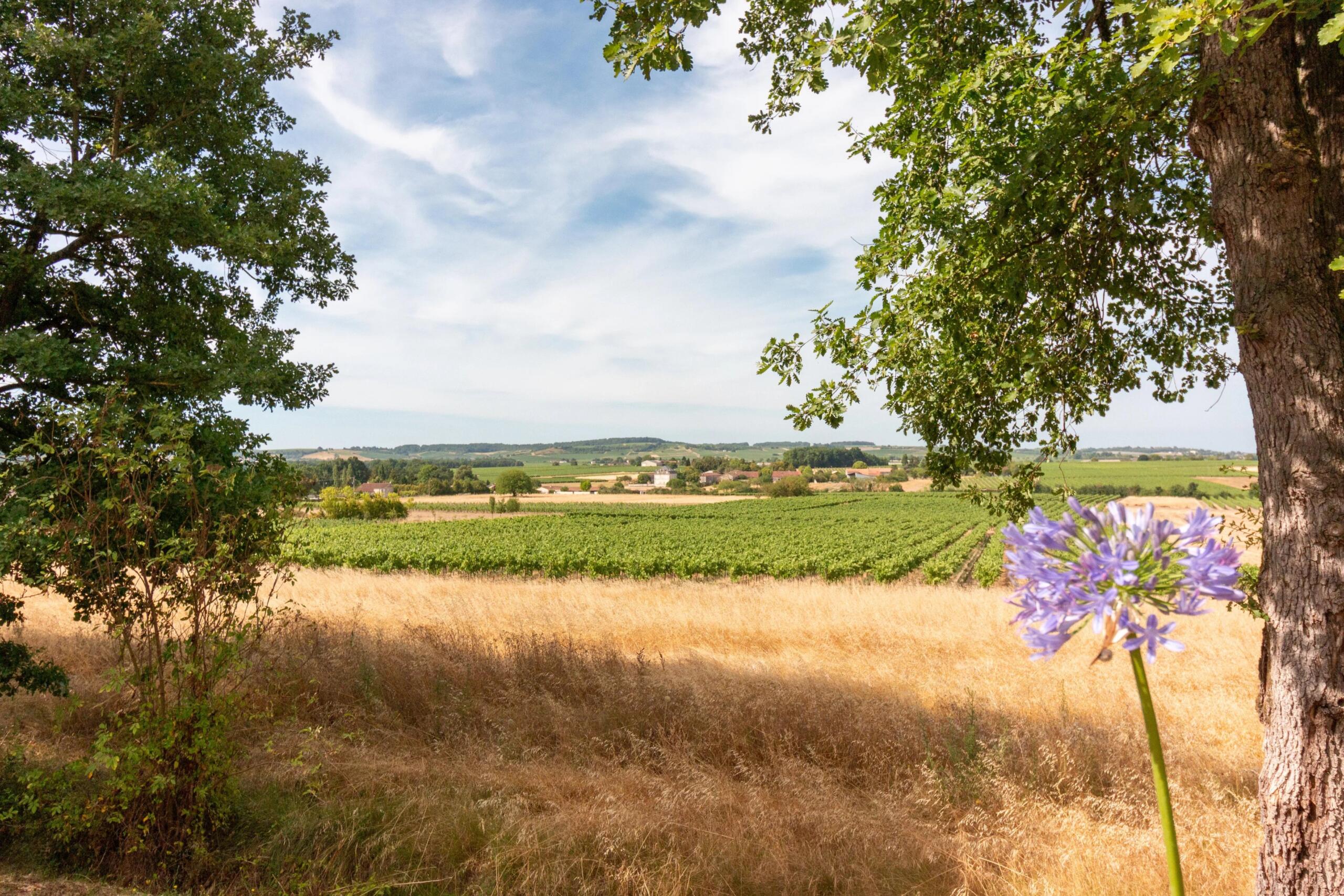 Modern house with beautiful vineyard views and heated pool, Poitou-Charentes – France – BVI86308