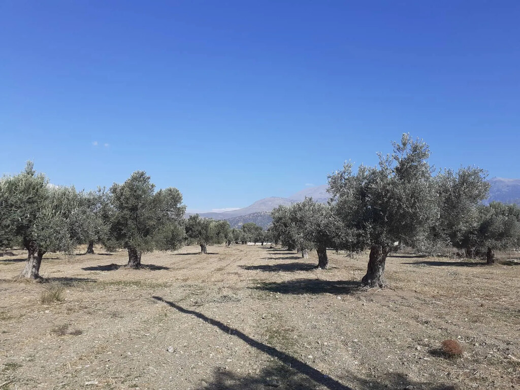 Land in Timpaki, Heraklion Prefecture, Greece – 65816