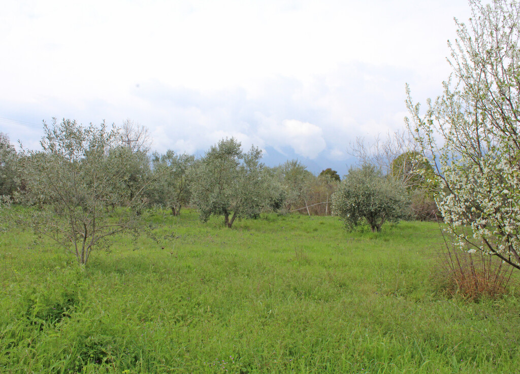 Land in Litochoro, Pieria Prefecture, Greece – 65750