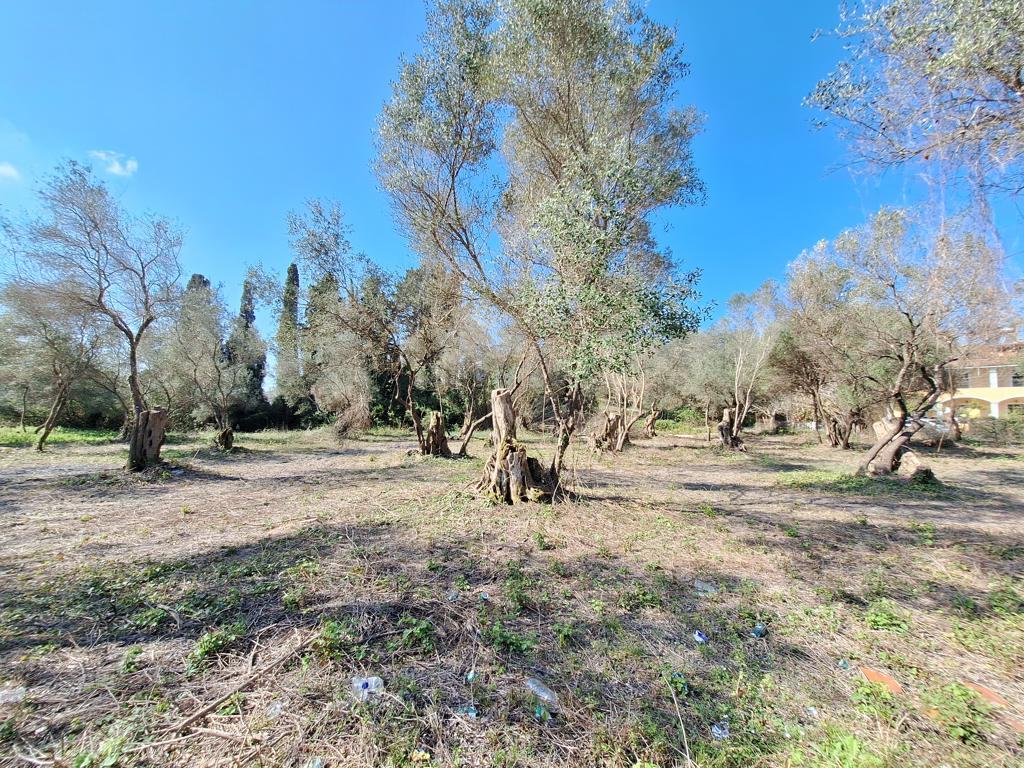 Land in Corfu, Corfu Prefecture, Greece – GDOMV3