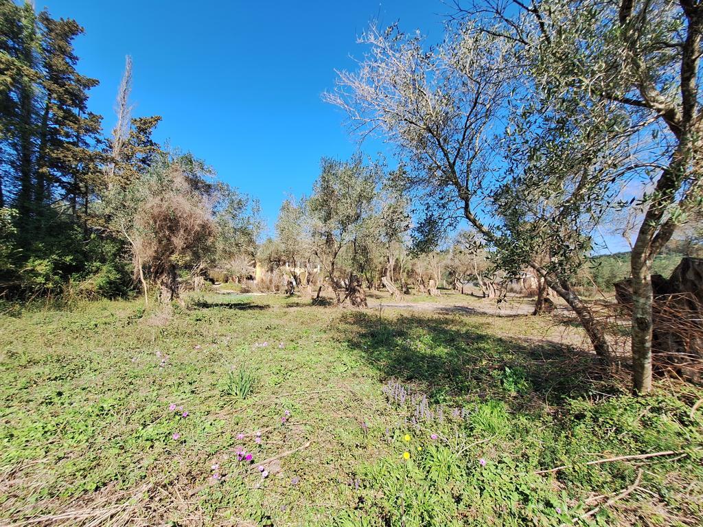 Land in Corfu, Corfu Prefecture, Greece – GDOMV3
