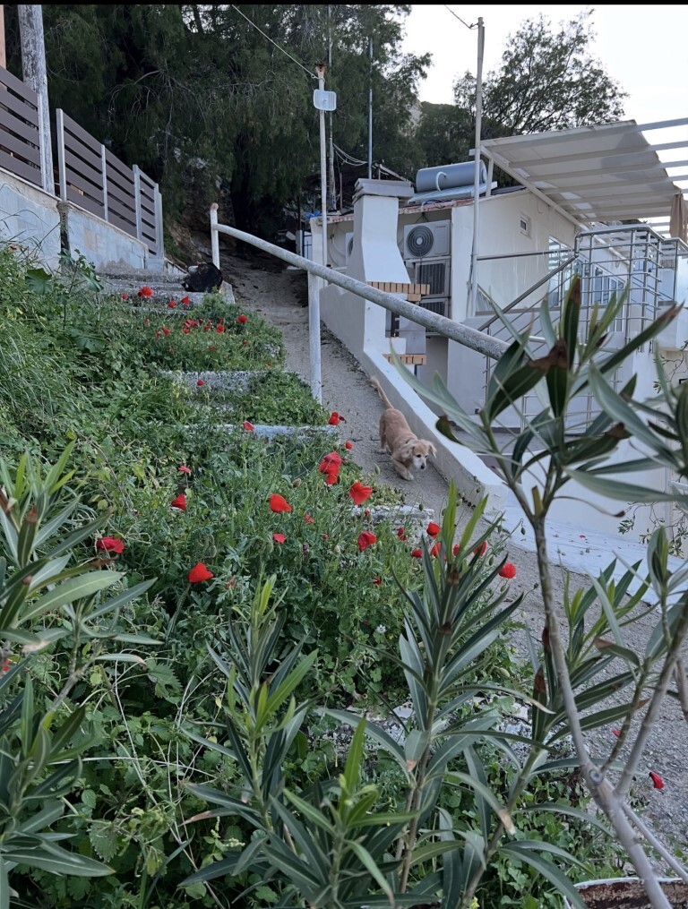 Detached house in Timpaki, Heraklion Prefecture, Greece – 65541