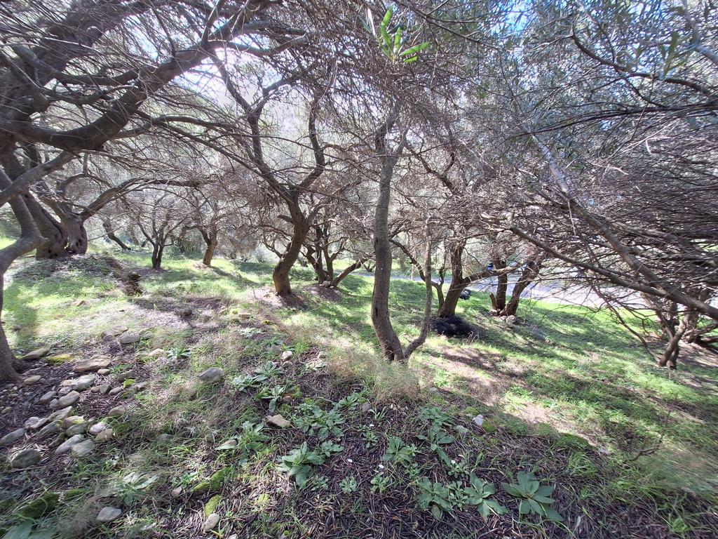 Land in Corfu, Corfu Prefecture, Greece – GDOMV3