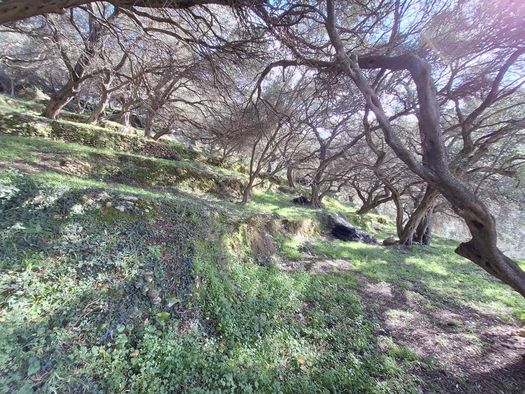 Land in Corfu, Corfu Prefecture, Greece – GDOMV3