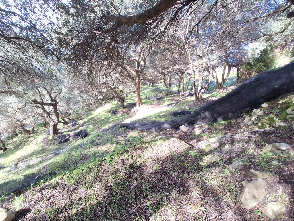 Land in Corfu, Corfu Prefecture, Greece – GDOMV3