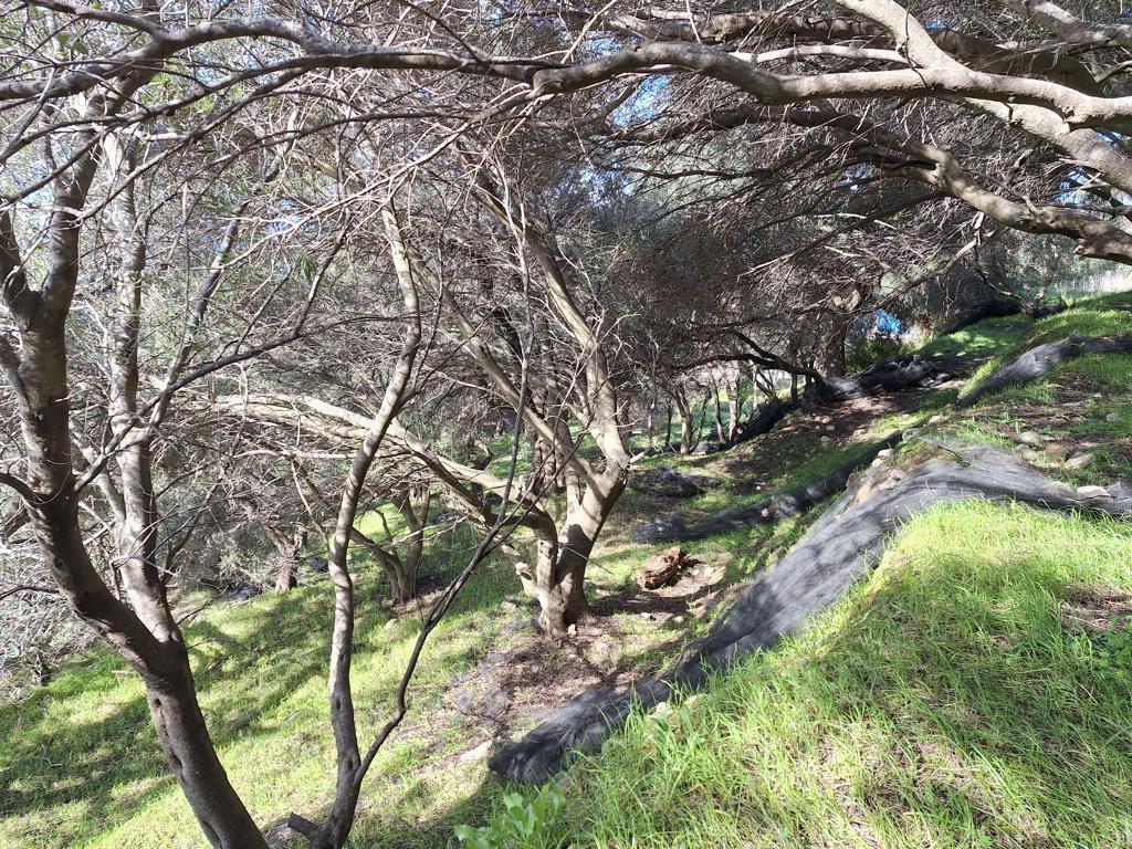 Land in Corfu, Corfu Prefecture, Greece – GDOMV3
