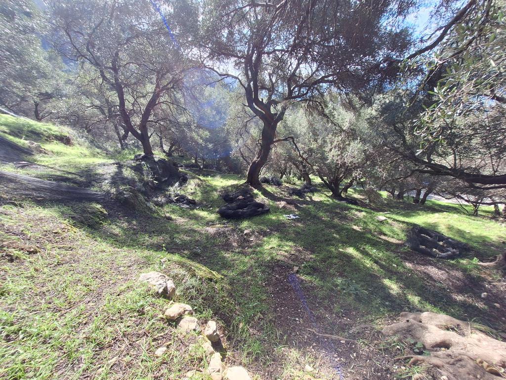 Land in Corfu, Corfu Prefecture, Greece – GDOMV3