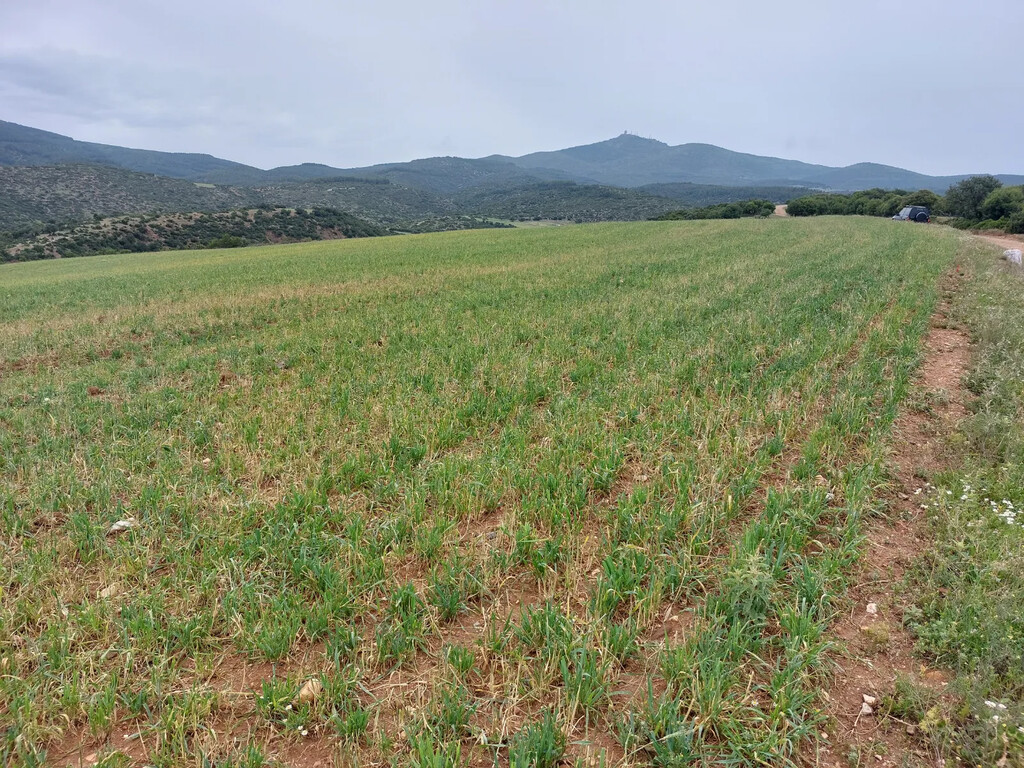 Land in Vasilika, Thessaloniki – Suburbs, Greece – GDOMV3