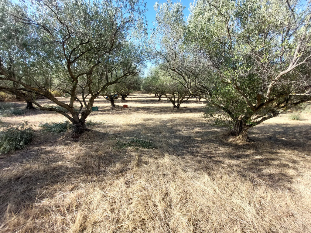 Land in Vasilika, Thessaloniki – Suburbs, Greece – 65514