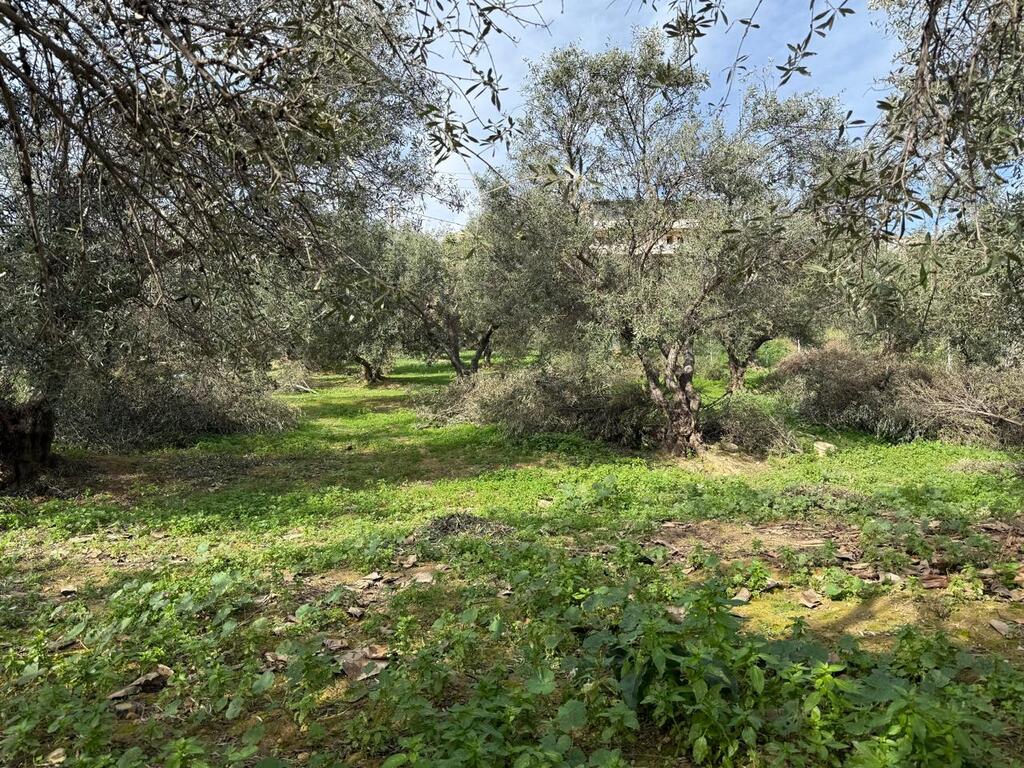 Land in Nea Kidonia, Chania Prefecture, Greece – 65485