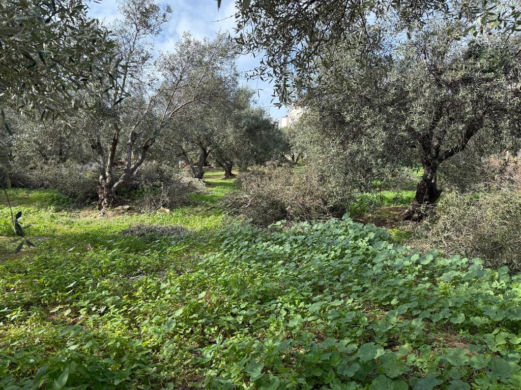 Land in Nea Kidonia, Chania Prefecture, Greece – 65485