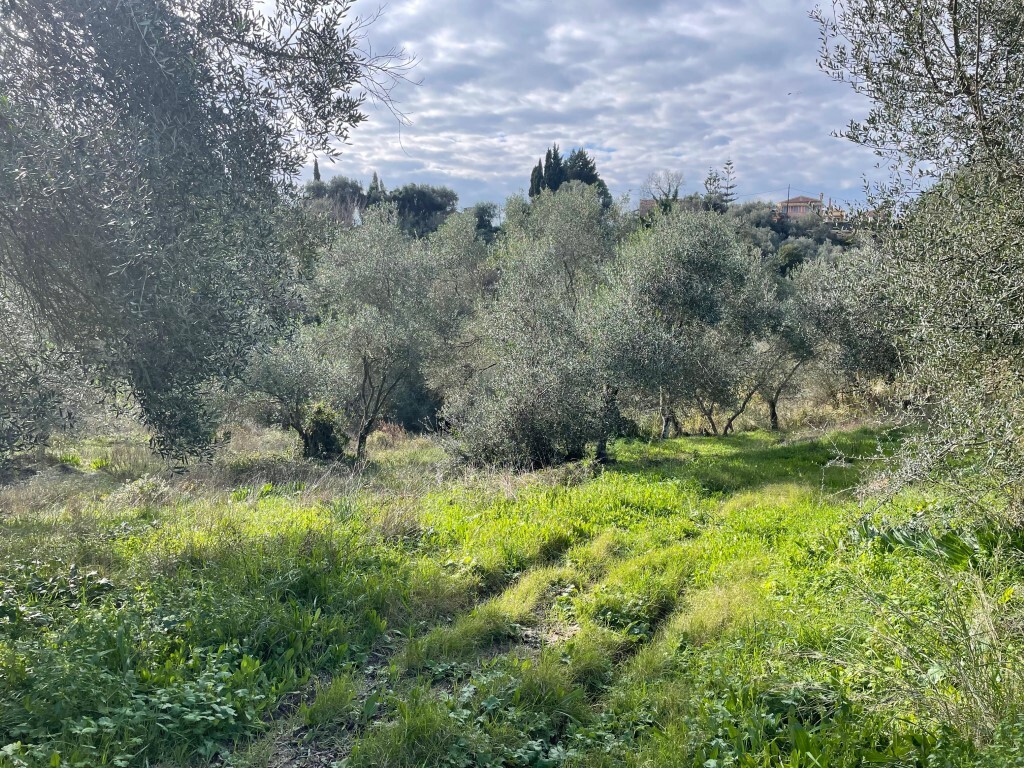 Land in Corfu, Corfu Prefecture, Greece – GDOMV3