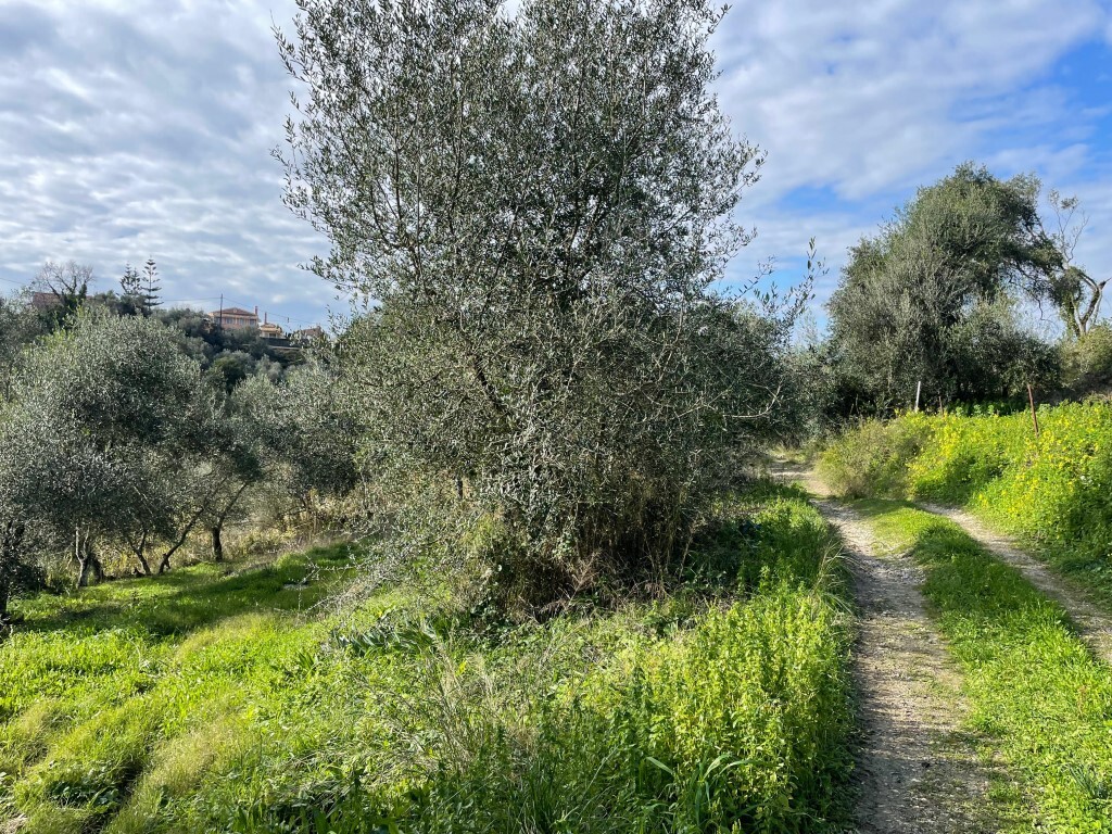 Land in Corfu, Corfu Prefecture, Greece – 65467