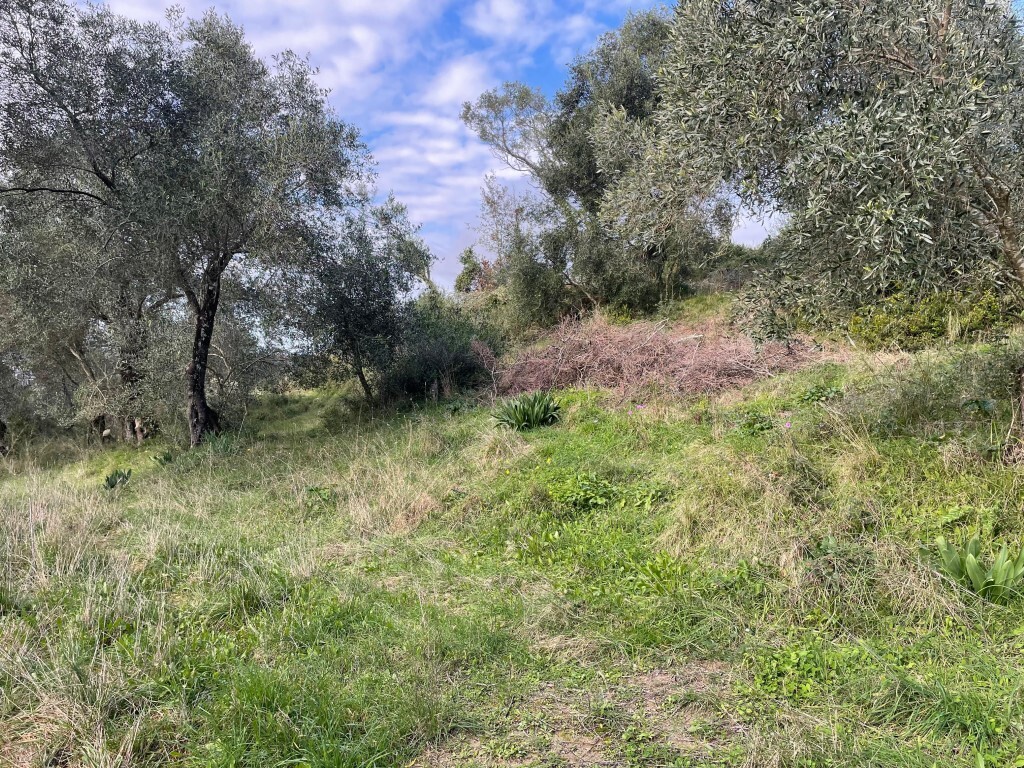 Land in Corfu, Corfu Prefecture, Greece – 65467