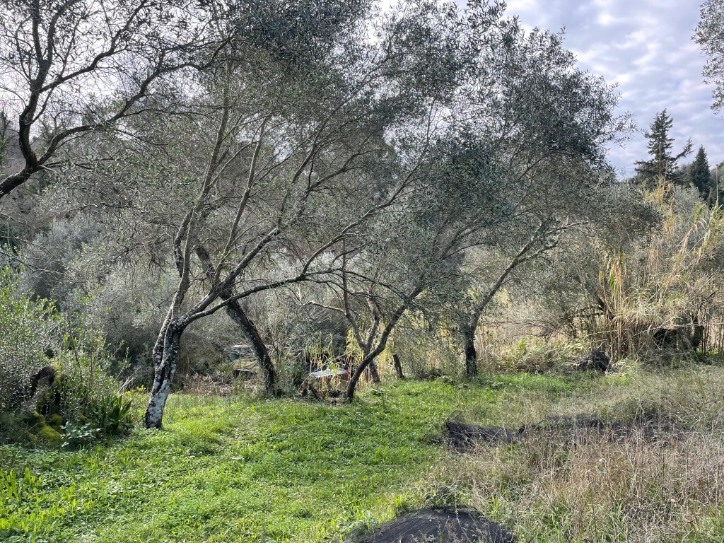 Land in Corfu, Corfu Prefecture, Greece – 65467