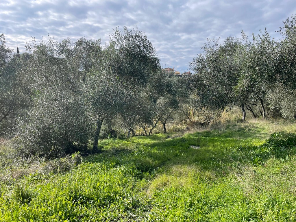 Land in Corfu, Corfu Prefecture, Greece – 65467