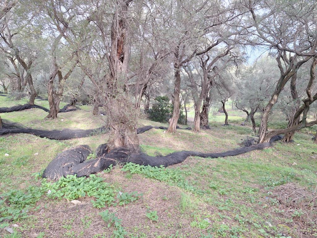 Land in Corfu, Corfu Prefecture, Greece – GDOMV3