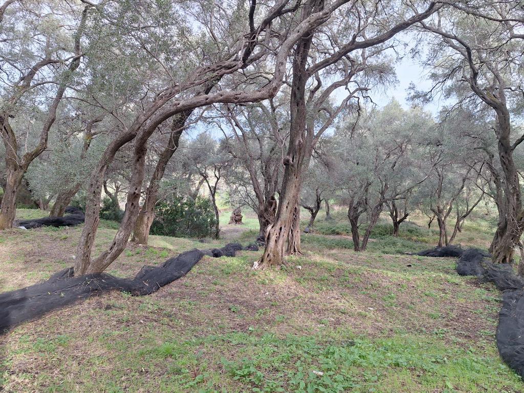 Land in Corfu, Corfu Prefecture, Greece – GDOMV3