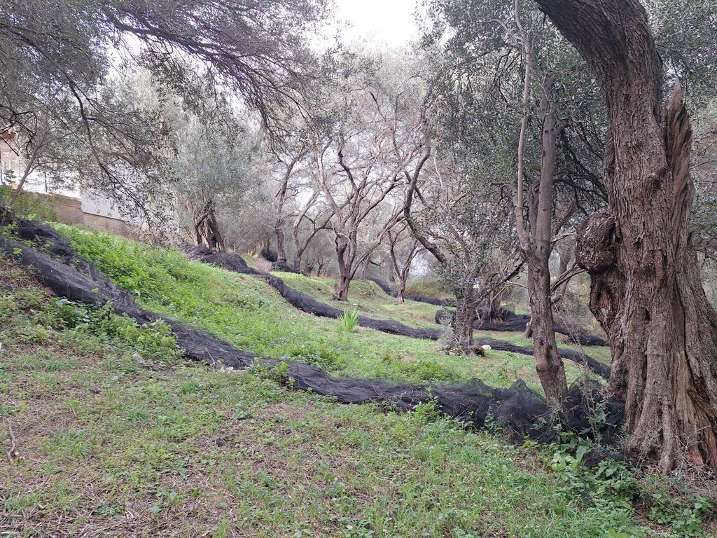 Land in Corfu, Corfu Prefecture, Greece – GDOMV3