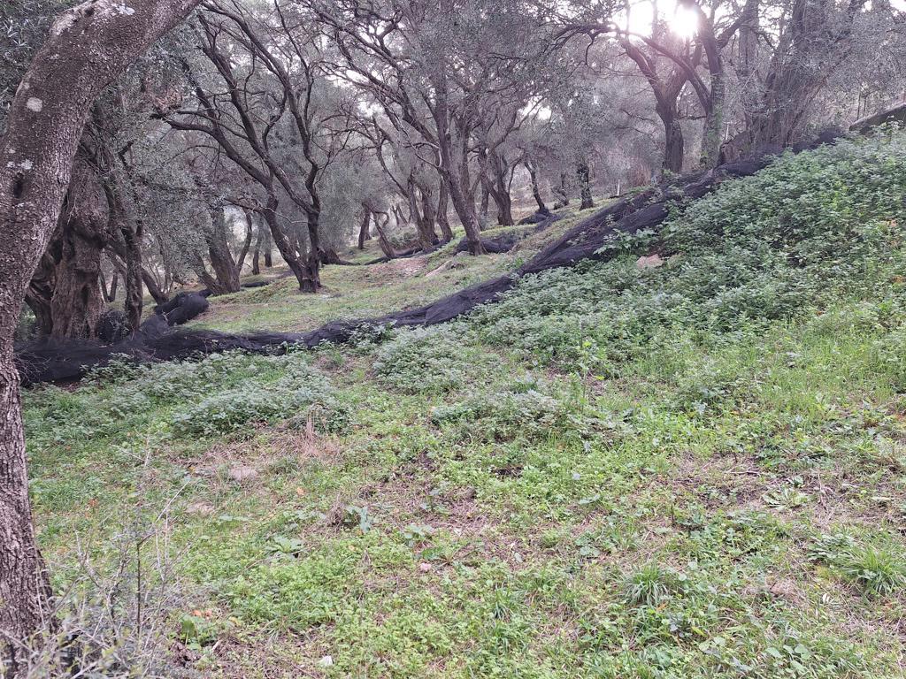 Land in Corfu, Corfu Prefecture, Greece – GDOMV3