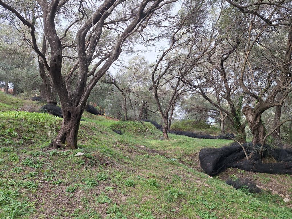 Land in Corfu, Corfu Prefecture, Greece – GDOMV3