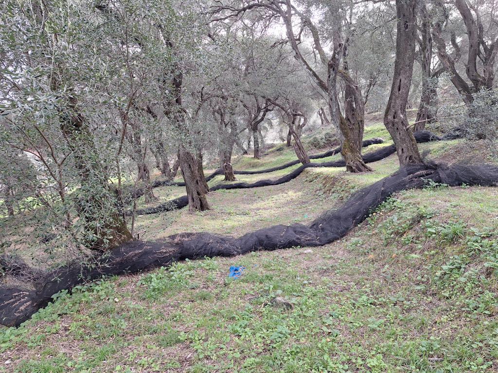 Land in Corfu, Corfu Prefecture, Greece – GDOMV3