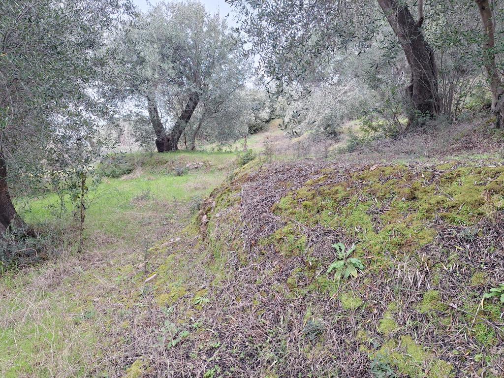 Land in Corfu, Corfu Prefecture, Greece – GDOMV3