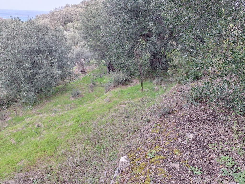 Land in Corfu, Corfu Prefecture, Greece – GDOMV3