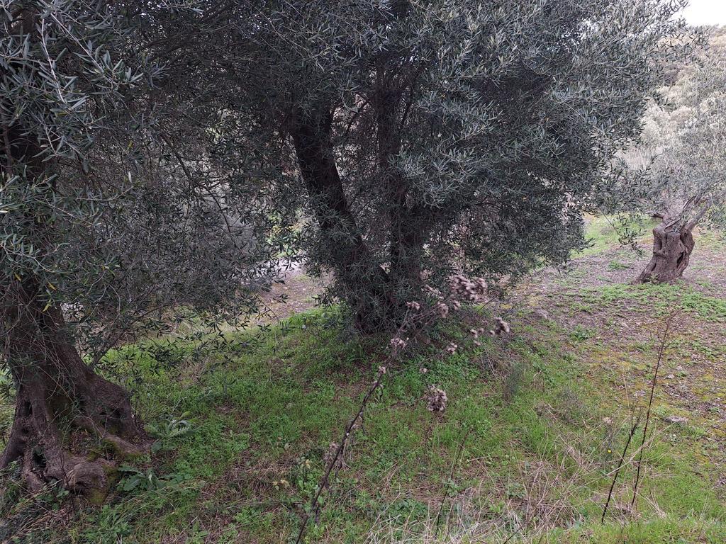 Land in Corfu, Corfu Prefecture, Greece – GDOMV3