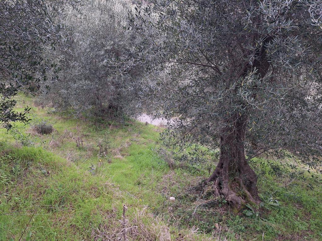 Land in Corfu, Corfu Prefecture, Greece – GDOMV3
