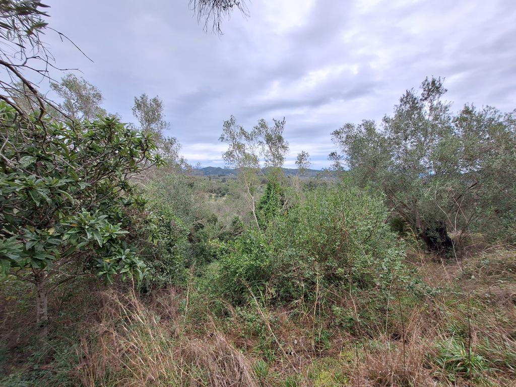 Land in Corfu, Corfu Prefecture, Greece – GDOMV3