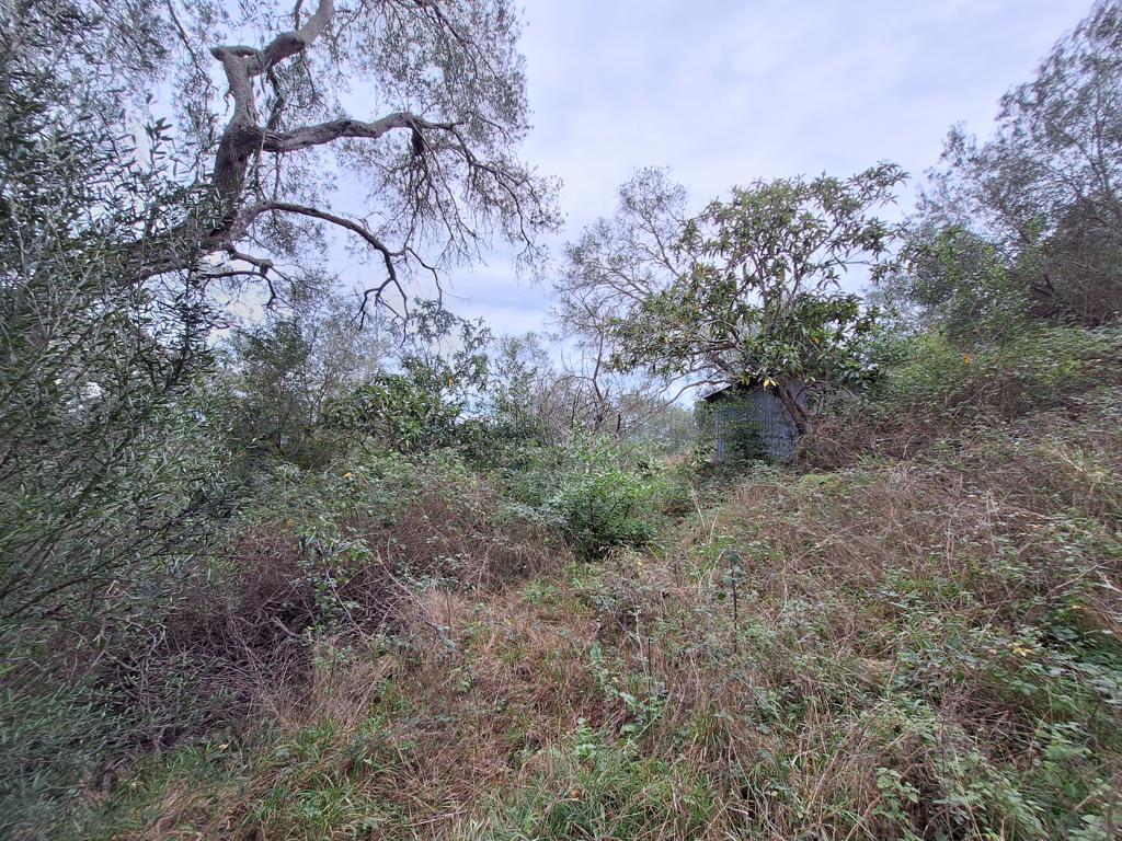 Land in Corfu, Corfu Prefecture, Greece – 65405