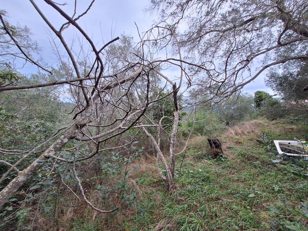 Land in Corfu, Corfu Prefecture, Greece – 65405