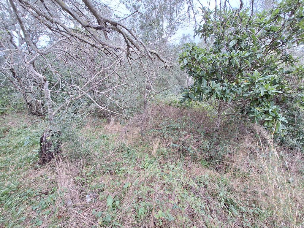Land in Corfu, Corfu Prefecture, Greece – 65405