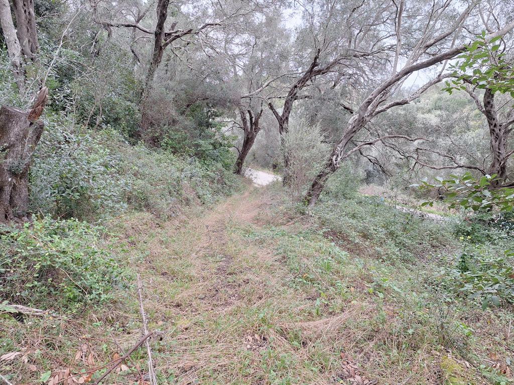 Land in Corfu, Corfu Prefecture, Greece – 65405