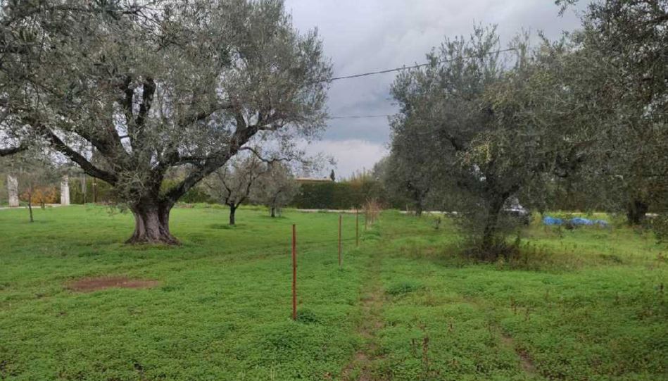 Land in Dytikis Achaias, Achaia, Greece – 64183