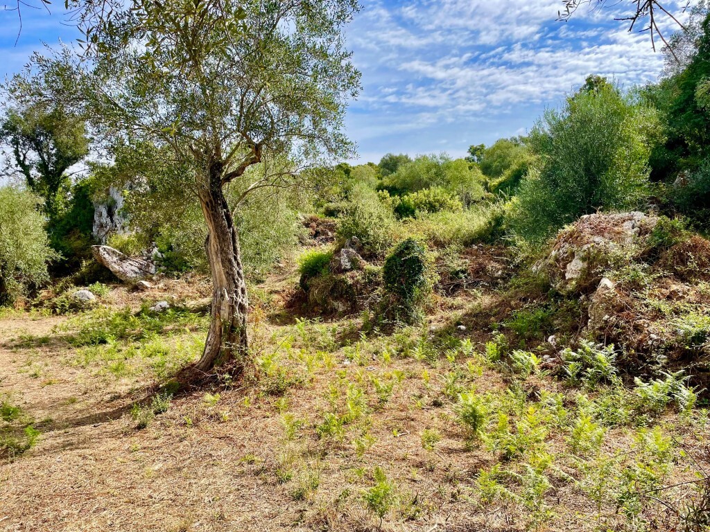 Land in Corfu, Corfu Prefecture, Greece – 64098